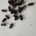软蜂房，花斑毛