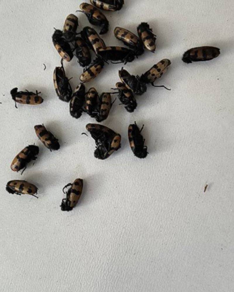 软蜂房，花斑毛