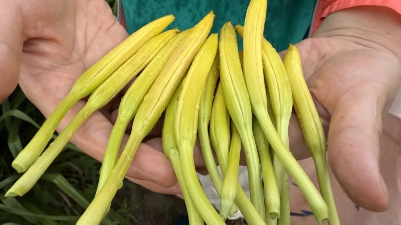 新鲜黄花菜叶黄