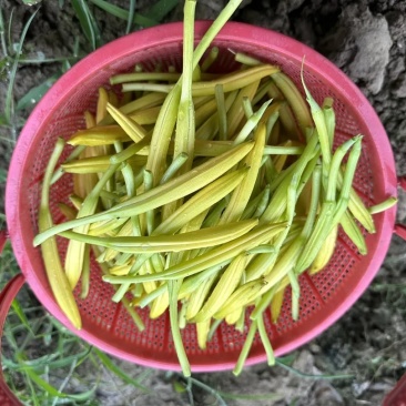 新鲜黄花菜叶黄