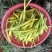 新鲜黄花菜叶黄