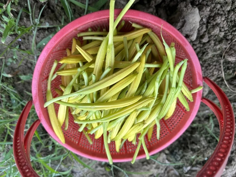 新鲜黄花菜叶黄