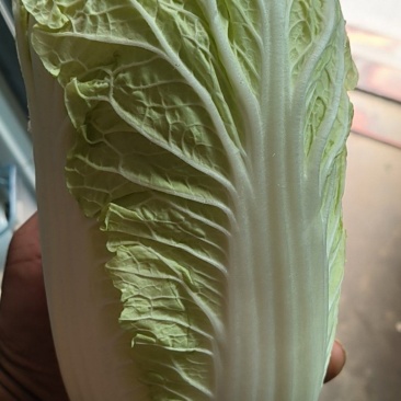 精品娃娃菜