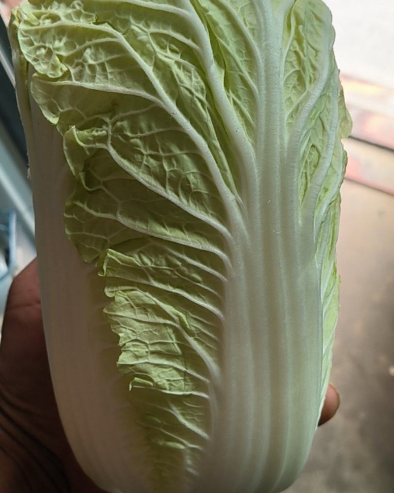 精品娃娃菜
