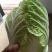 精品娃娃菜