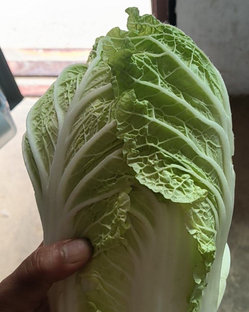精品娃娃菜