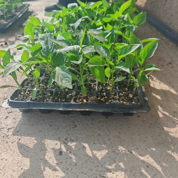7-8-9月份新疆巴里坤大棚种植西红柿，螺丝椒，茄子销售
