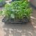 7-8-9月份新疆巴里坤大棚种植西红柿，螺丝椒，茄子销售