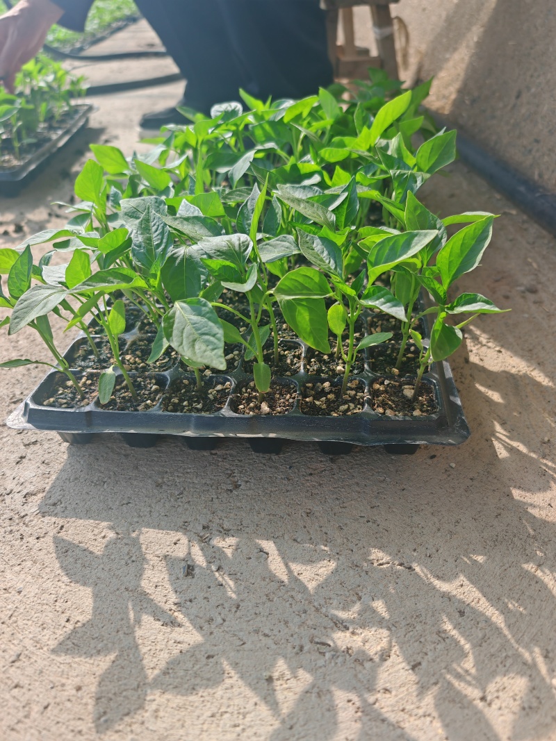 7-8-9月份新疆巴里坤大棚种植西红柿，螺丝椒，茄子销售