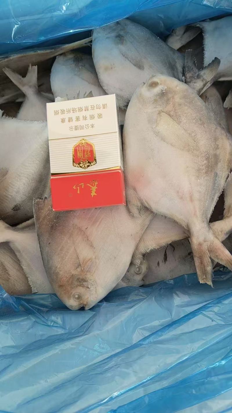 白鲳