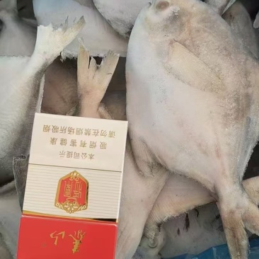 白鲳