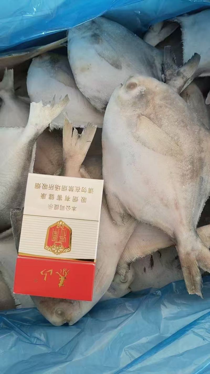 白鲳