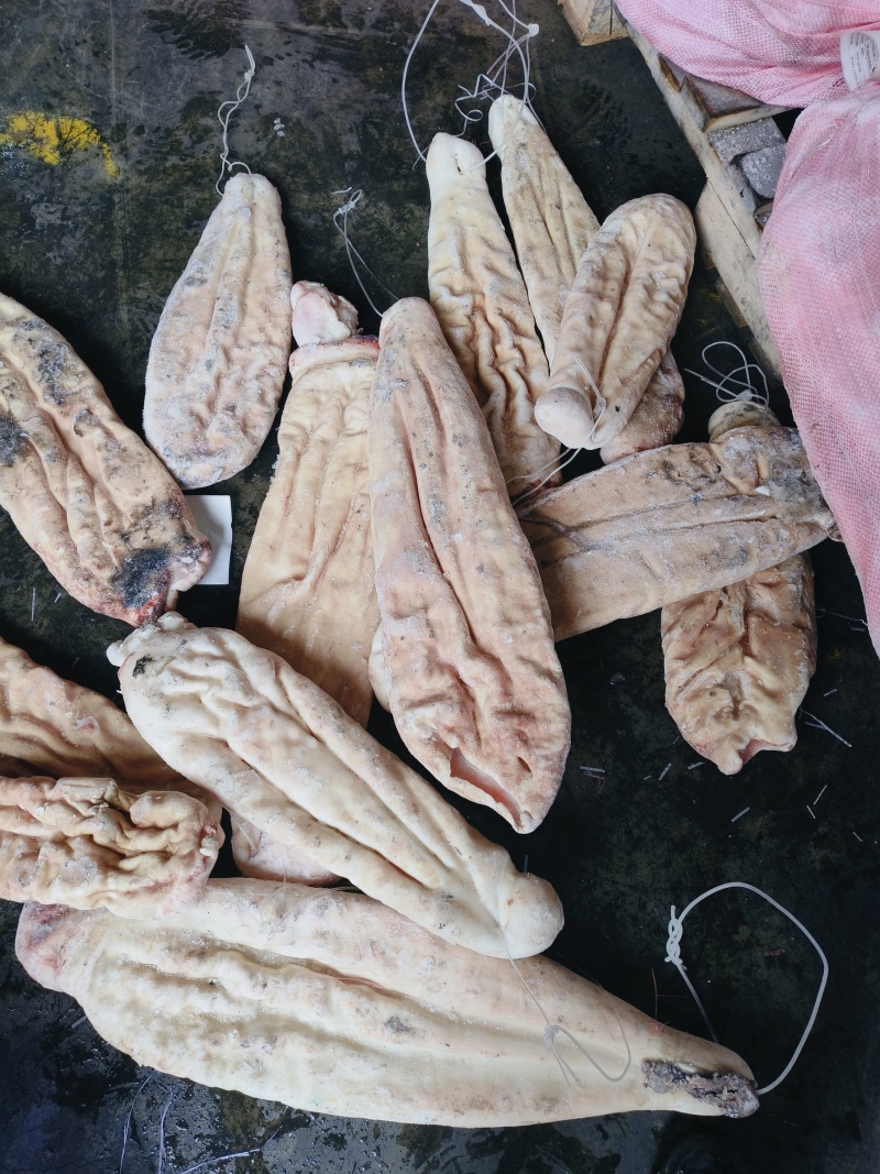 鲨鱼肚