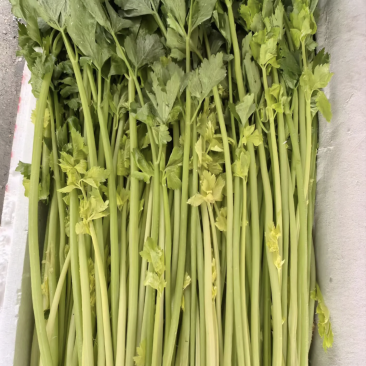 通海香芹