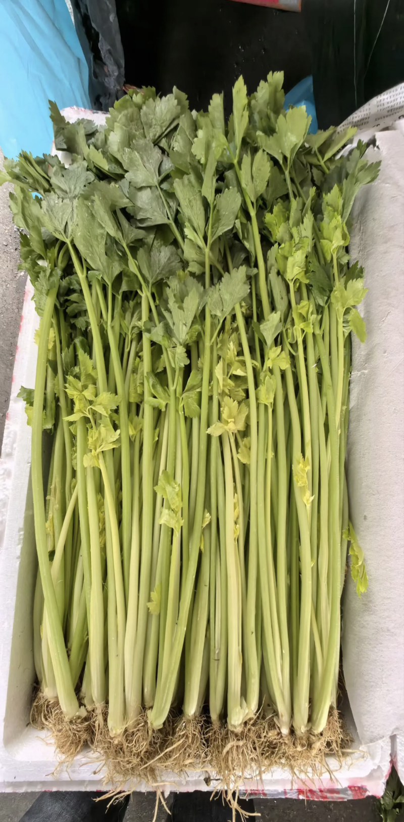 通海香芹