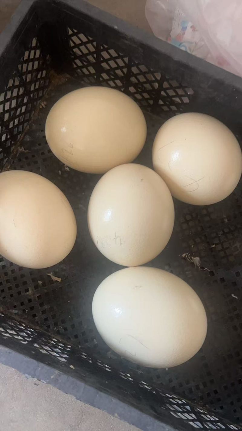新鲜的鸵鸟蛋