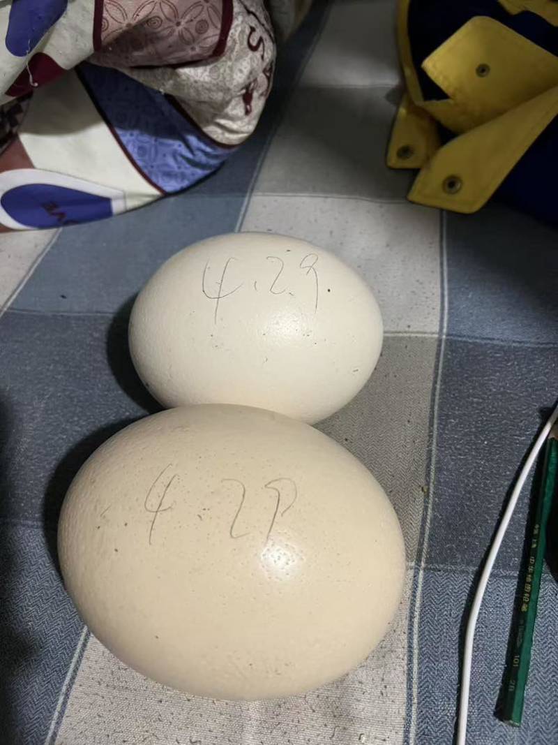 新鲜的鸵鸟蛋