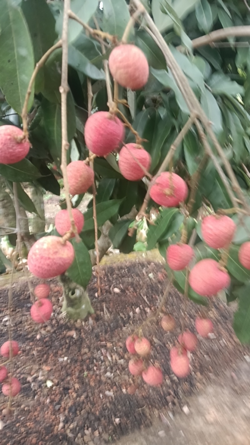 灵山桂花香日供串果一万斤。