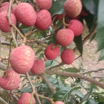 灵山桂花香日供串果一万斤。