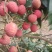 灵山桂花香日供串果一万斤。