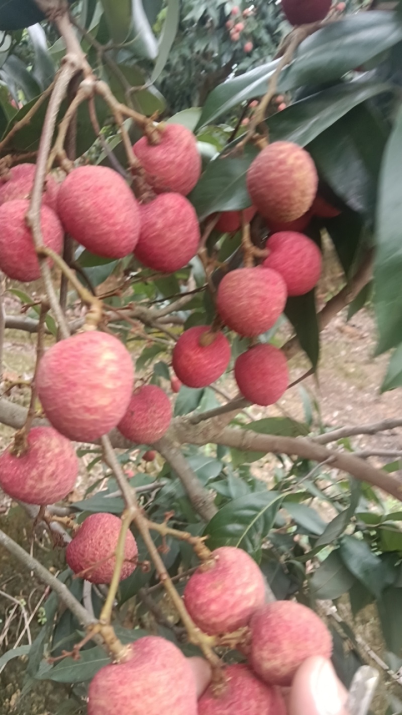 灵山桂花香日供串果一万斤。