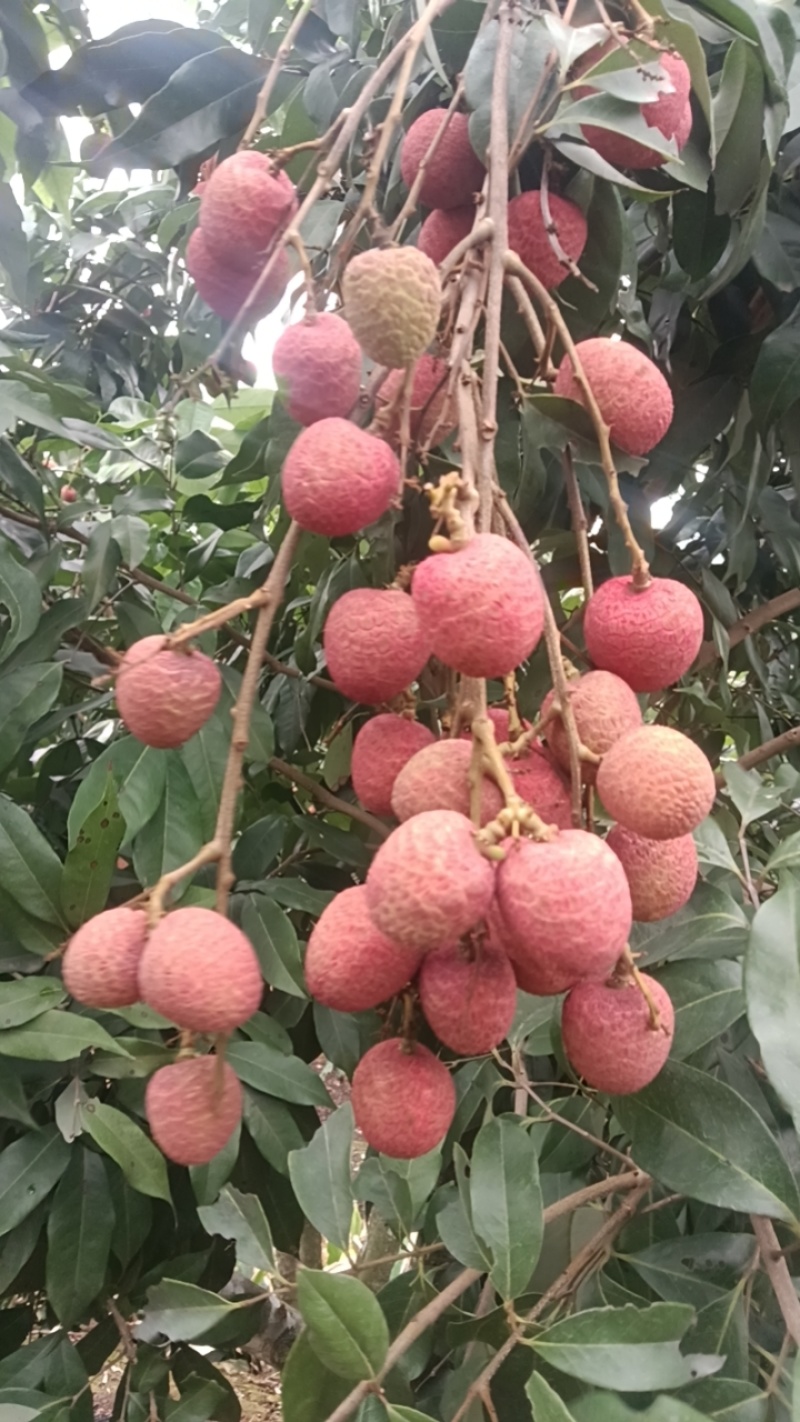 灵山桂花香日供串果一万斤。