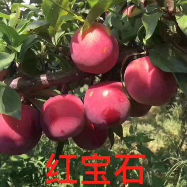 红布林李子
