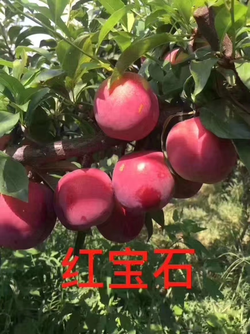 红布林李子