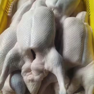 白条鸭厂家直销量大从优