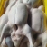 白条鸭厂家直销量大从优