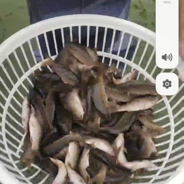 禾花鱼