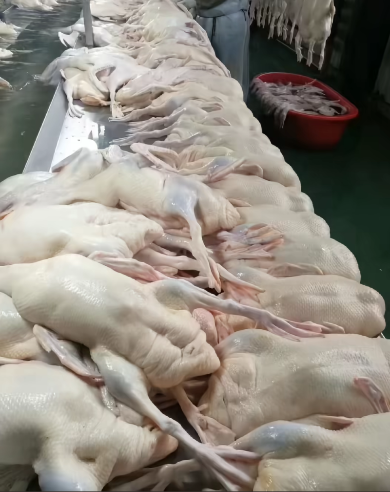 白条鸭厂家直销量大从优
