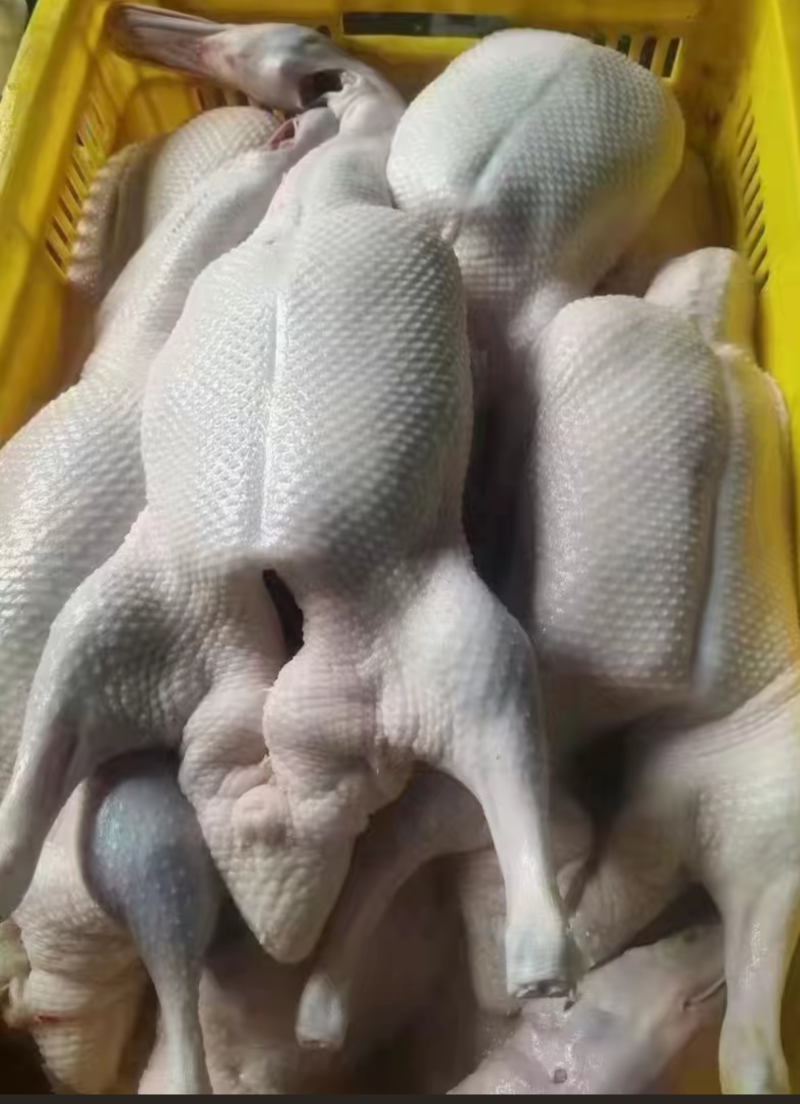 白条鸭厂家直销量大从优