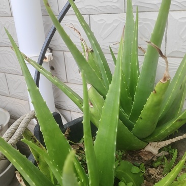 大量需要芦荟的可以联系我