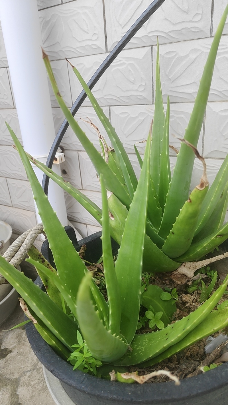 大量需要芦荟的可以联系我
