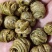 铁皮石斛