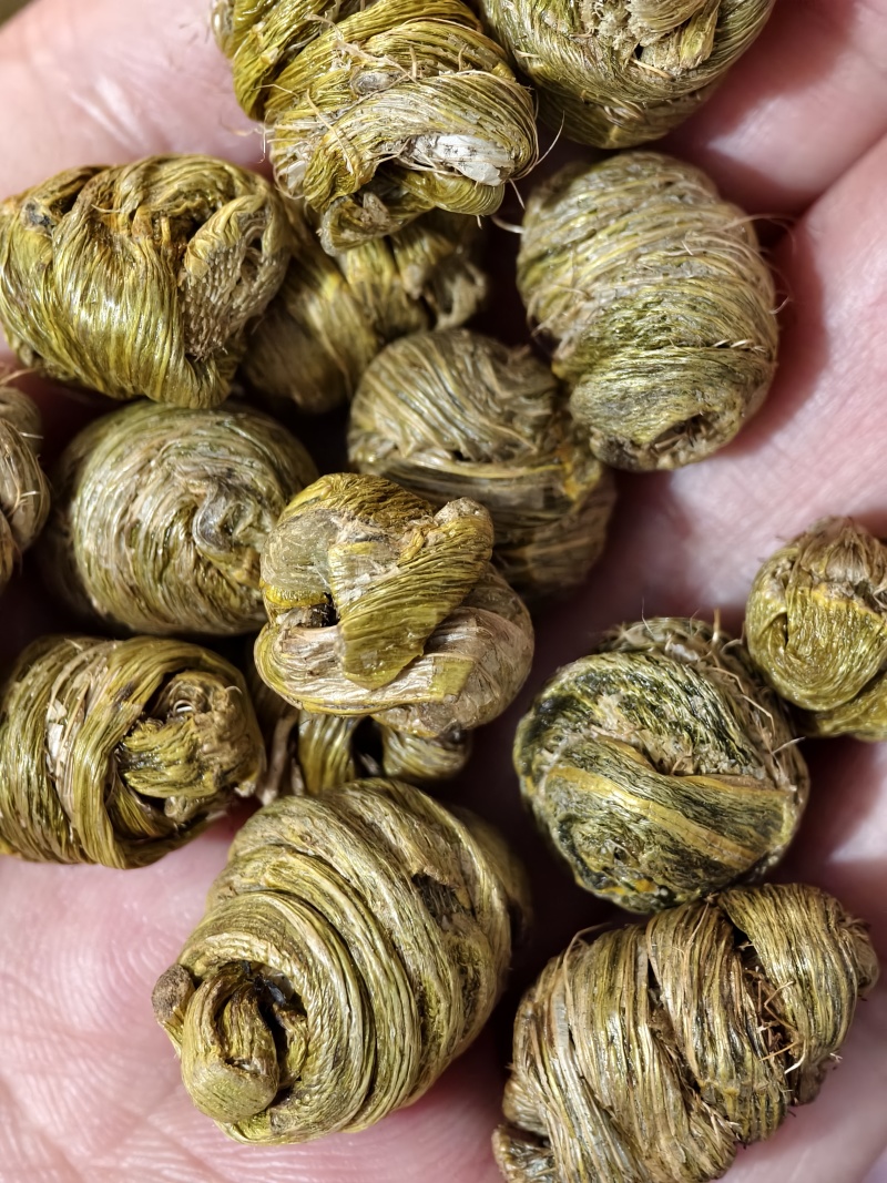 铁皮石斛