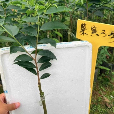 奇楠沉香苗紫寅3号