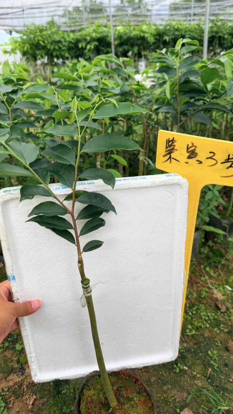 奇楠沉香苗紫寅3号