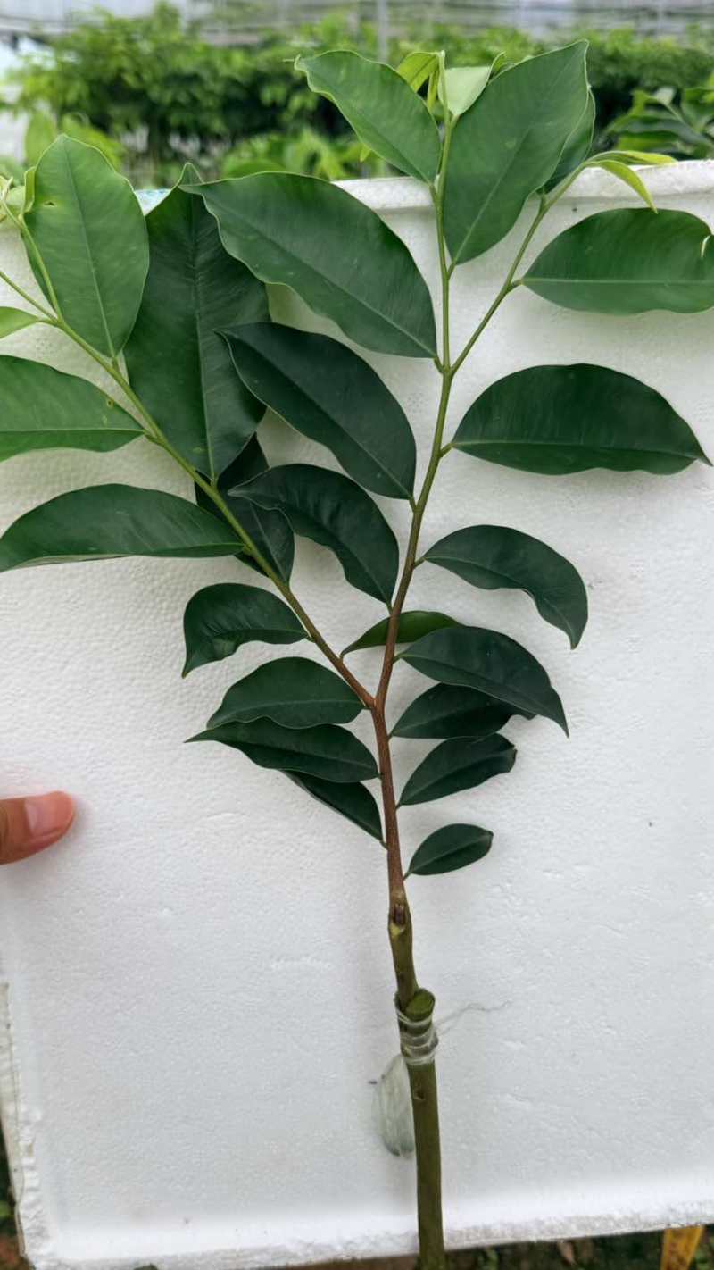 奇楠沉香苗紫寅3号