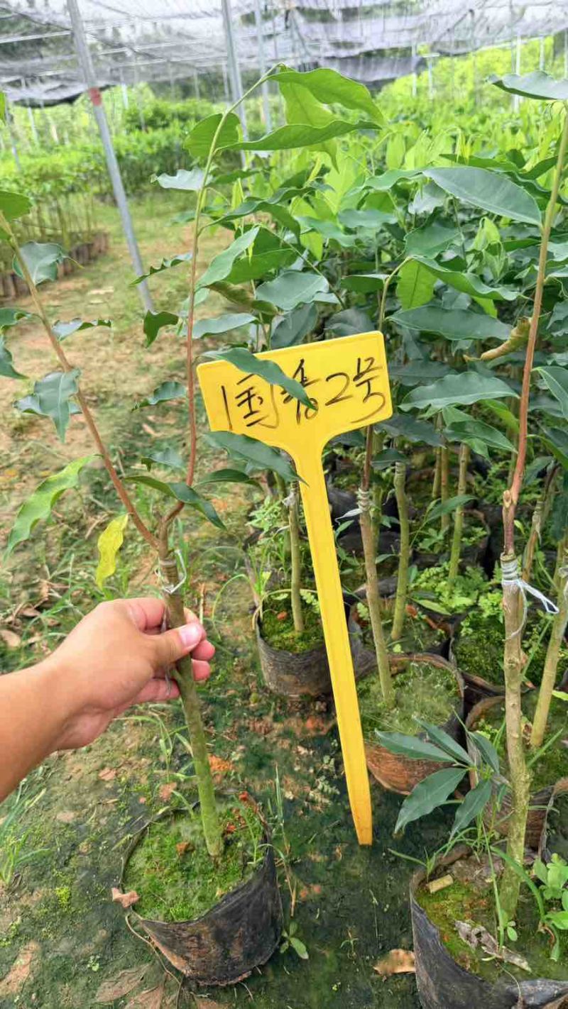 国香2号30公分以上