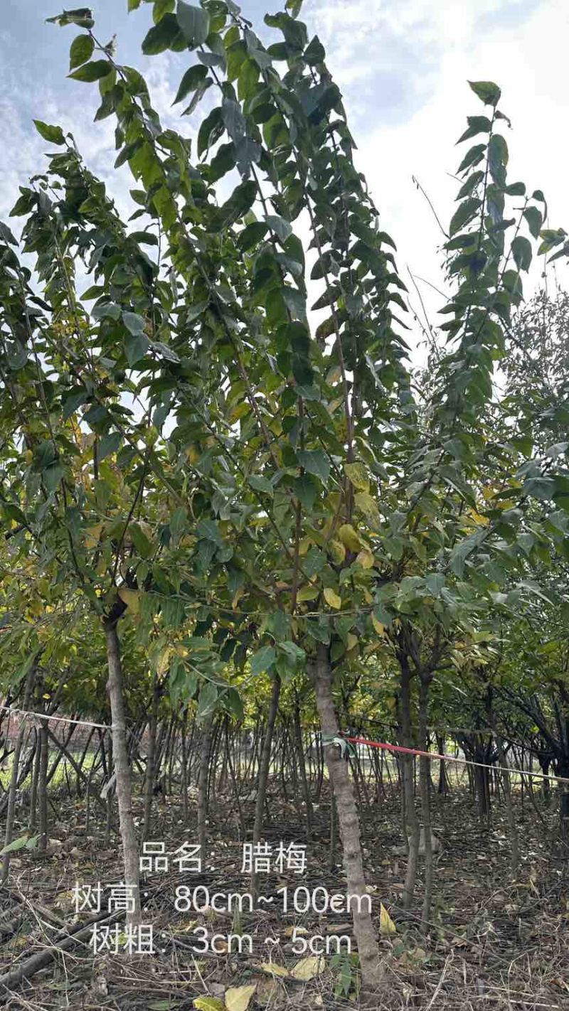 以下树：腊梅/红梅/石楠/红叶李/黄栌/红栌/海棠/塔柏