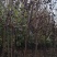 以下树：腊梅/红梅/石楠/红叶李/黄栌/红栌/海棠/塔柏