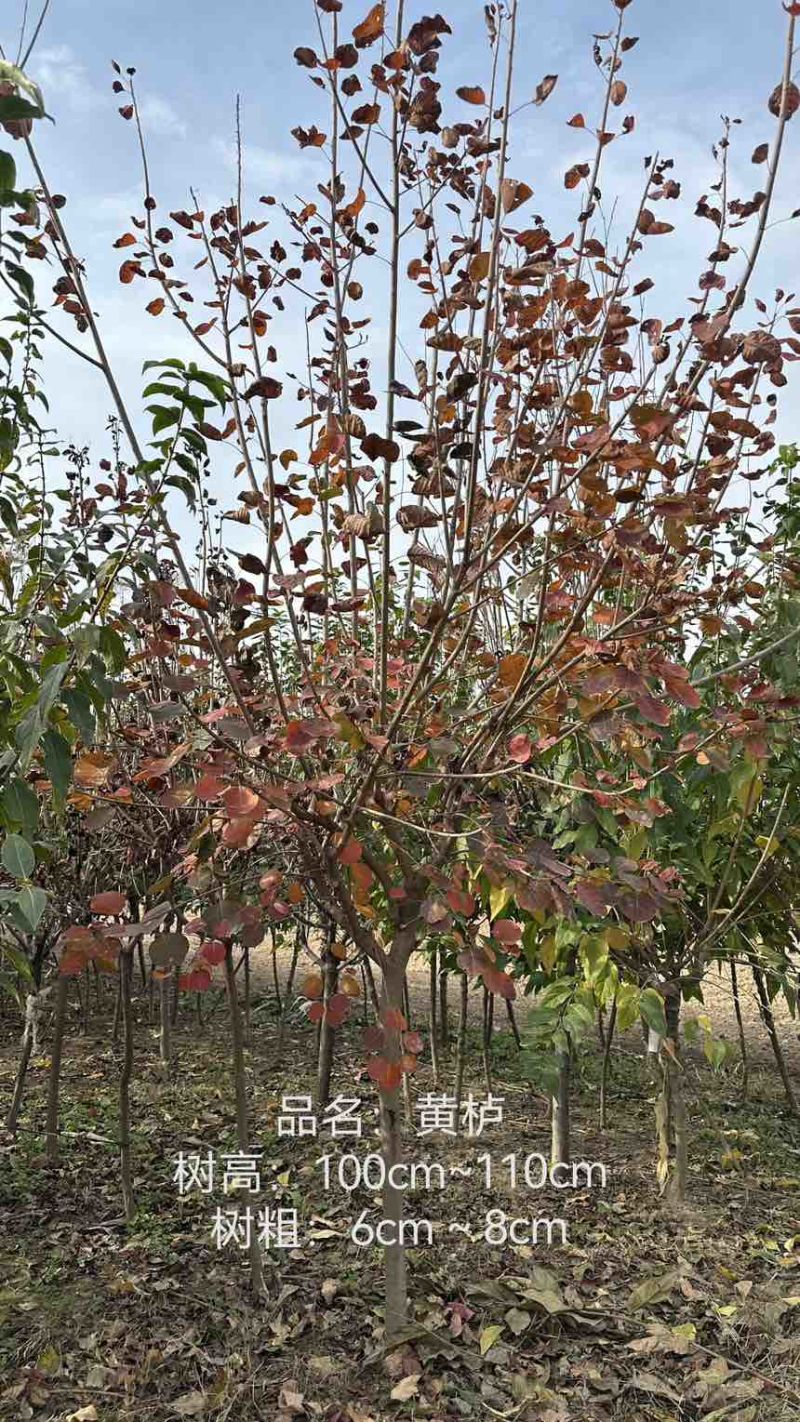 以下树：腊梅/红梅/石楠/红叶李/黄栌/红栌/海棠/塔柏