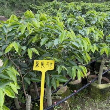 国香新品种紫寅3号（大布杯）60公分以上苗圃直供