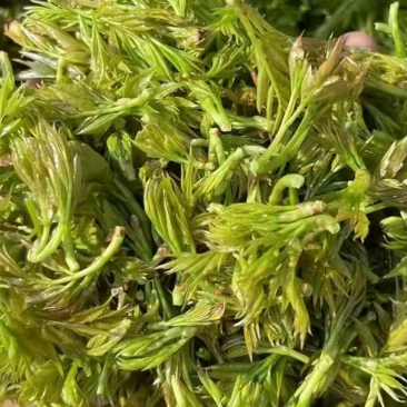 张家界莓茶