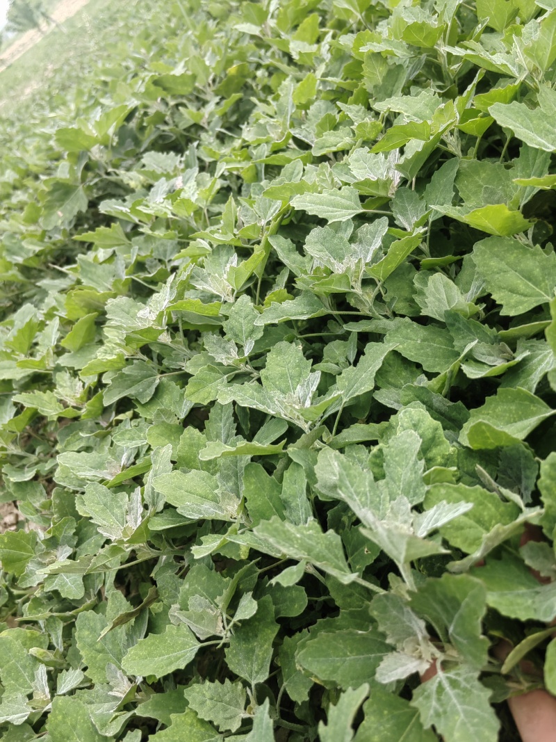 灰灰菜
