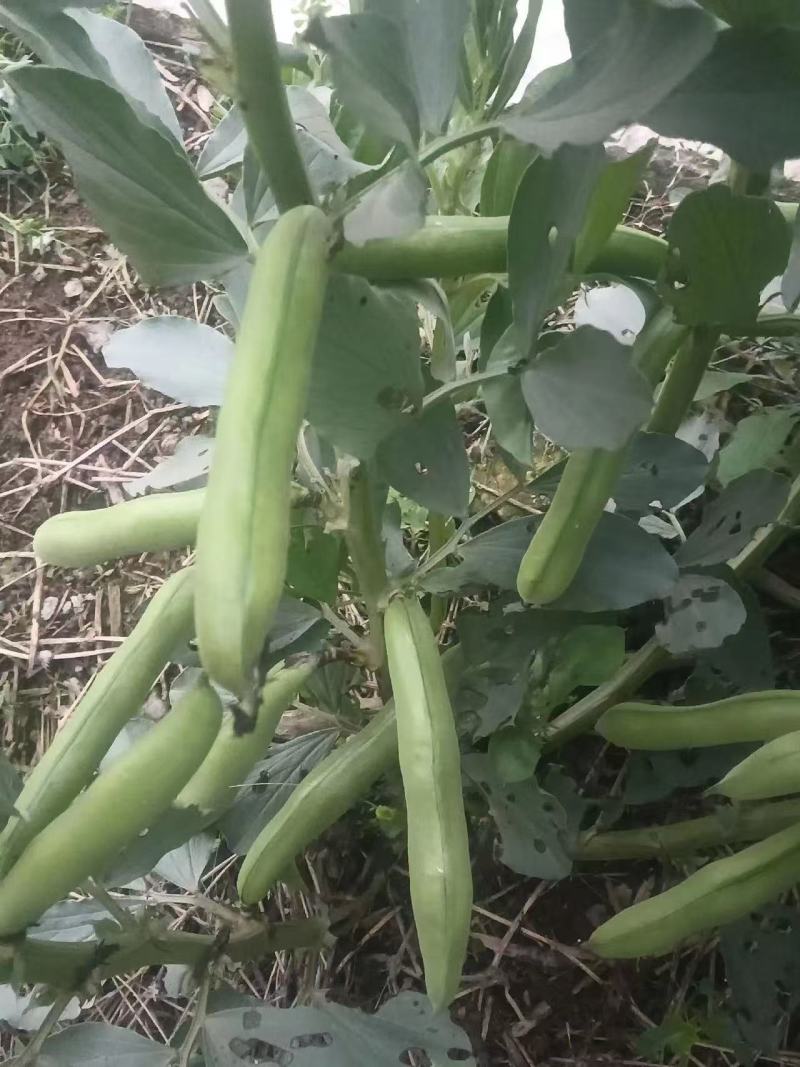 蚕豆