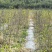 太行山精品高产药用、食用酸枣树苗