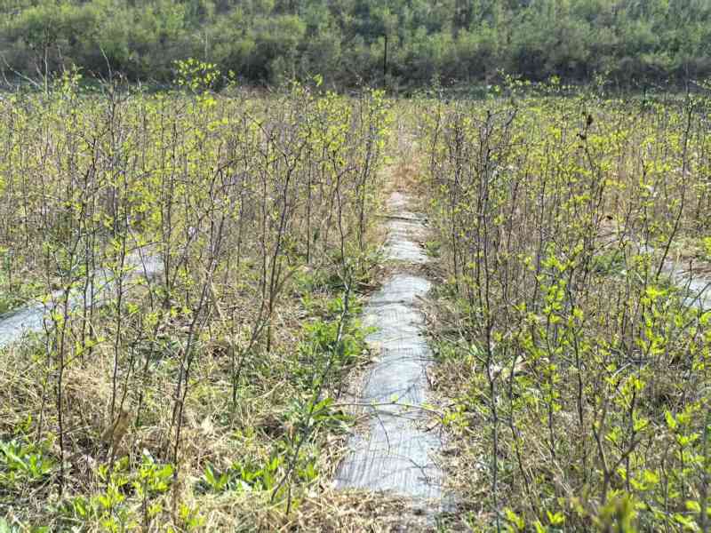 太行山精品高产药用、食用酸枣树苗